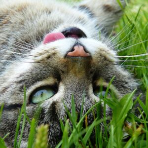 Katze liegt im Gras Katze liegt im Gras