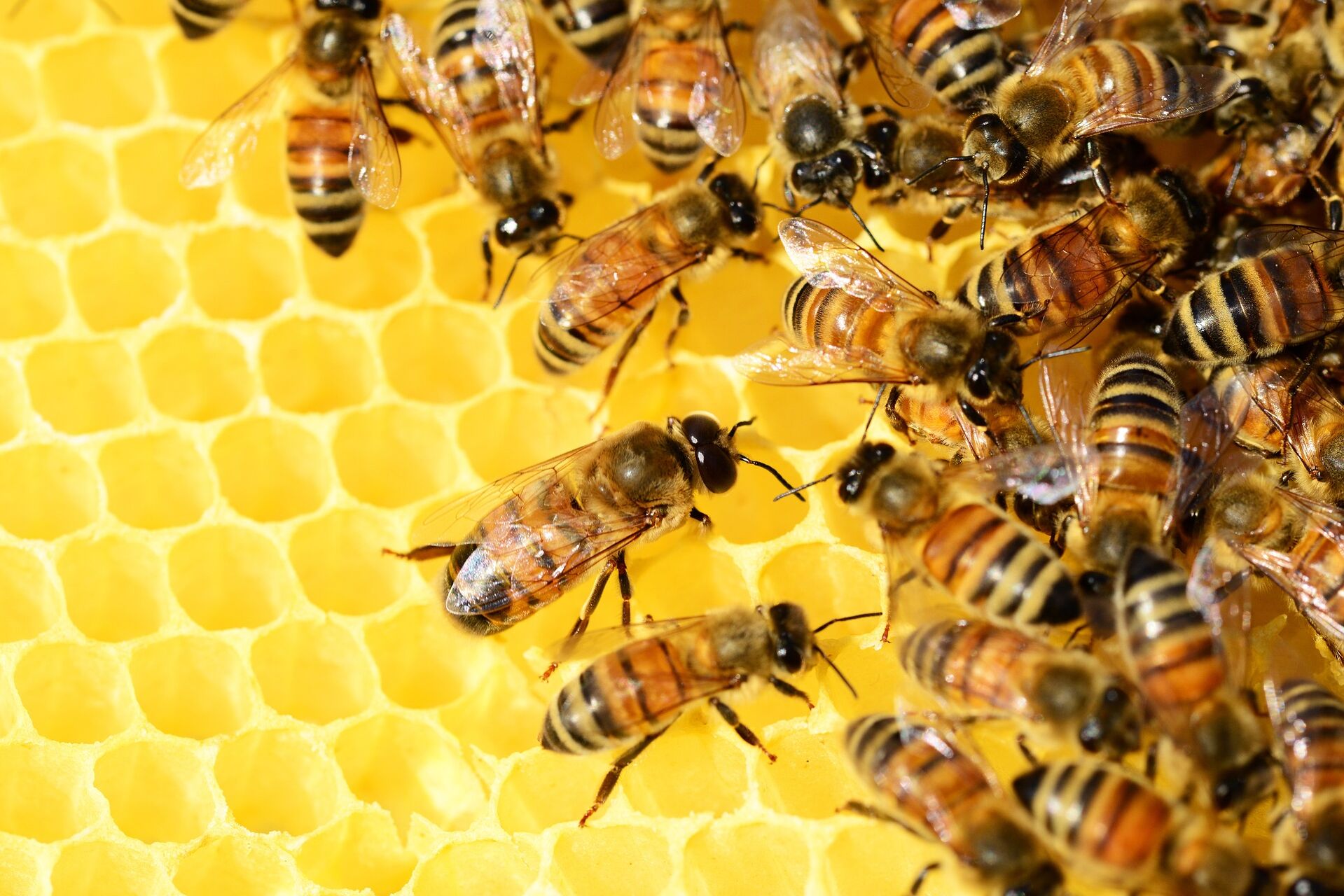 Bienenschwarm in Honigwabe