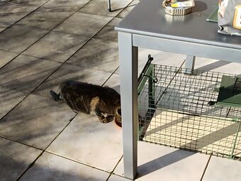 Straßenkatze Fangkorb