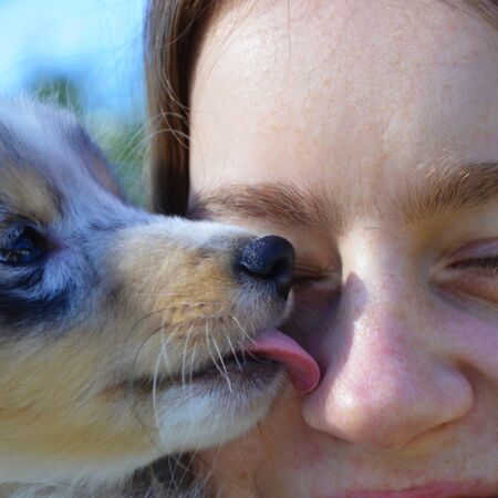 Hund leckt einer Person an der Nase Hund leckt einer Person an der Nase