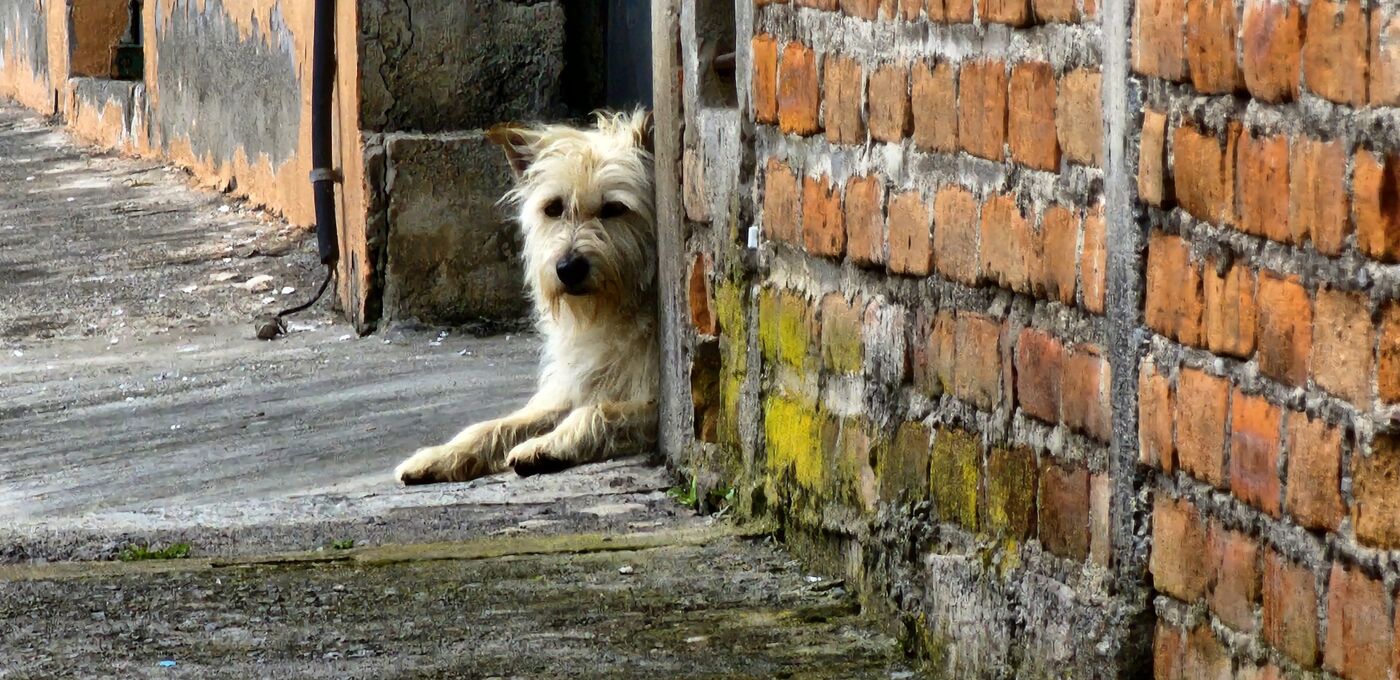 Straßenhund