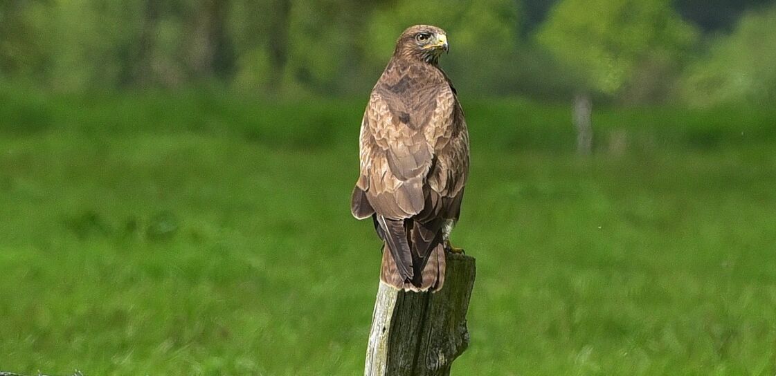 Mäusebussard auf Zaun