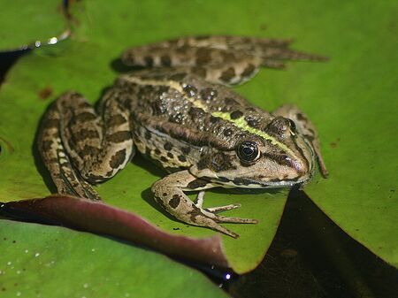 Seefrosch