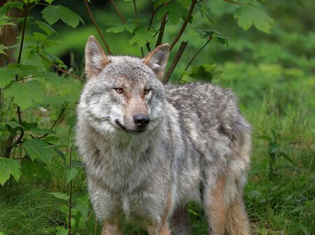 Wolf
