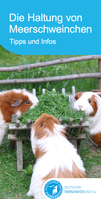 Broschüre des Deutschen Tierschutzbundes: Haltung von Meerschweinchen
