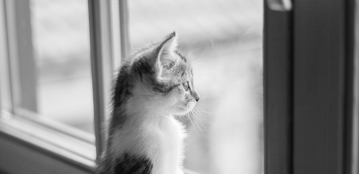 Schwarzweißes Bild einer kleinen Katze, die aus dem Fenster schaut Schwarzweißes Bild einer kleinen Katze, die aus dem Fenster schaut