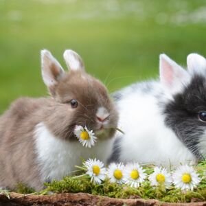 Zwei Kaninchen mit Gänseblümchen Zwei Kaninchen mit Gänseblümchen