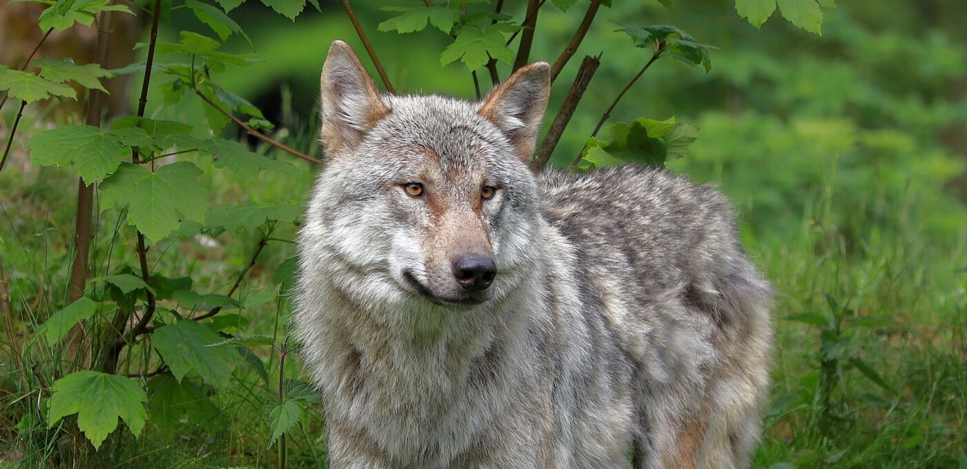 Wolf