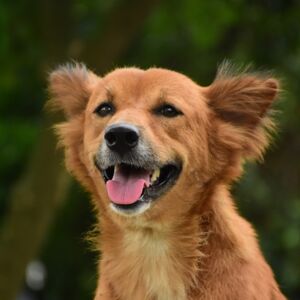 Glücklicher Hund Glücklicher Hund mit Bäumen im Hintergrund